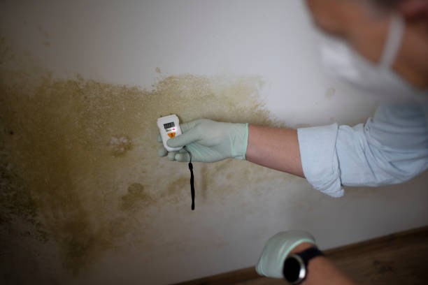 Best Basement Mold Remediation in Colquitt, GA